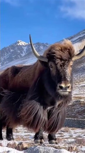 Did You Know These Incredible Facts About Yaks? #YAKSERIES