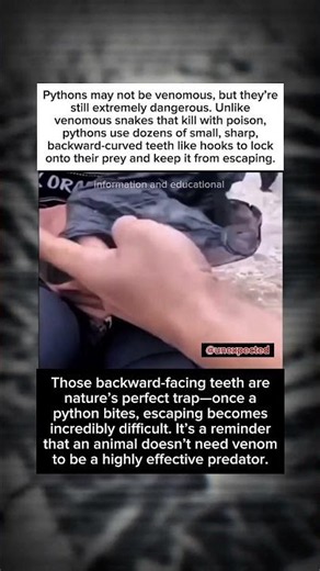 Pythons Don't Need Venom to Be DeadlyThe Terrifying Secret Behind a Python's Bite