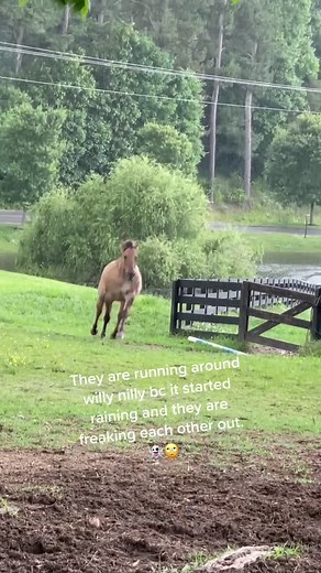 #AQHA #Friesian #running #horse #farm