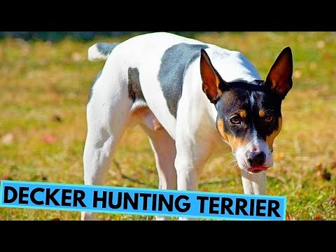 Decker Hunting Terrier - Facts and Information