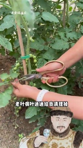 If you want a high yield when growing tomatoes you mustn t be lenient#Planting tips