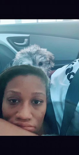 Graham Biscuit and Craigslist Puppy - $100 Off Maltipoo Treats