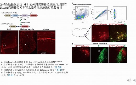Neuro电针驱动不同表达 NPY 的交感神经通路的体细胞组织和强度依赖性/马秋富柳申滨王彦青
