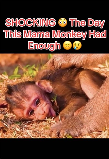 Mama Monkey's Shocking Moment of Frustration
