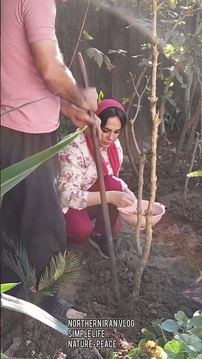 Planting Broad Beans with My Husband in Our Northern Iran Backyard – Northern Iran