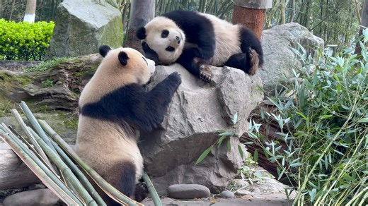 49K views · 2.7K reactions | The fastest way to control your opponent? Press its head down! (Ji Fu & Chun Yu) #cute #love #CCRCGP #PandaLife #HiPanda For more panda information, please check out: https://en.ipanda.com | iPanda | Facebook