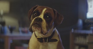 This Dog’s Only Christmas Wish Is to Jump on a Trampoline