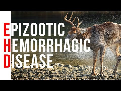 The Truth about EHD (Epizootic Hemorrhagic Disease) In Whitetail Deer