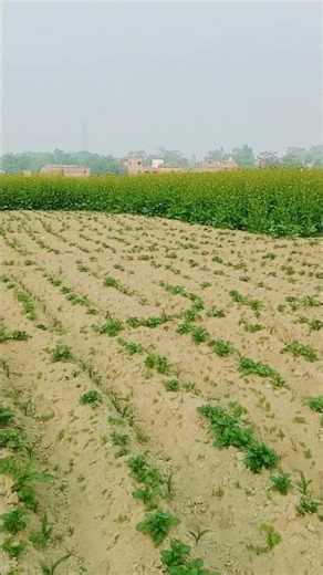 HAL chalaye tune tune fasal ugai#tending #https