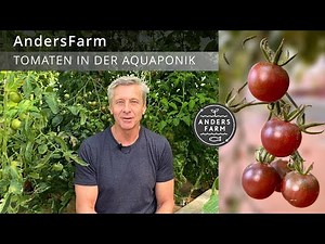 Tomatoes in aquaponics? How it works! 🍅🐟