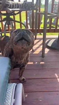 Dog Howls at Siren - 1656541