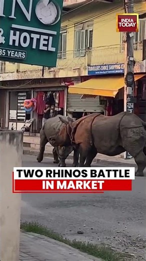 Video: Fierce Rhino Fight in Residential Area of Nepal’s Chitwan District | Viral News