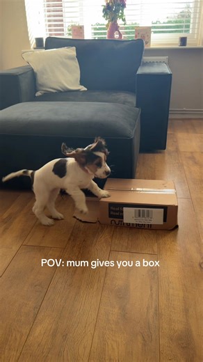 Won’t play with my toys but give me a cardboard box any day 🙄 #cockerspanielpuppy #puppyplay