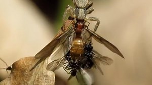 Ants Gone Wild: The Worst Sex Ever