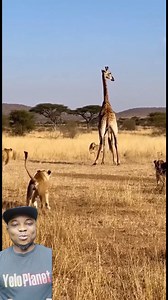 To get the giraffe down is difficult because a single kick could get you all destroyed #yeloplanet #giraffe #fyp | YeloPlanet