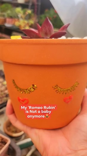 Echeveria 'Romeo Rubin' This is a beautiful succulent that can grow up to 15 cm (6 inches) tall and 30 cm (12 inches) wide. Its leaves are deep purplish-red with spines at the tips. For more information about this succulent, please click the link below https://www.goodstuffi.shop/products/2025010310006 | Goodstuffi Online Plant Store