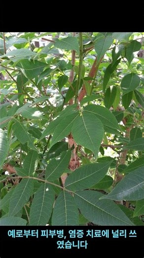 황벽(黃檗)나무[Amur cork tree-Phellodendron amurense]