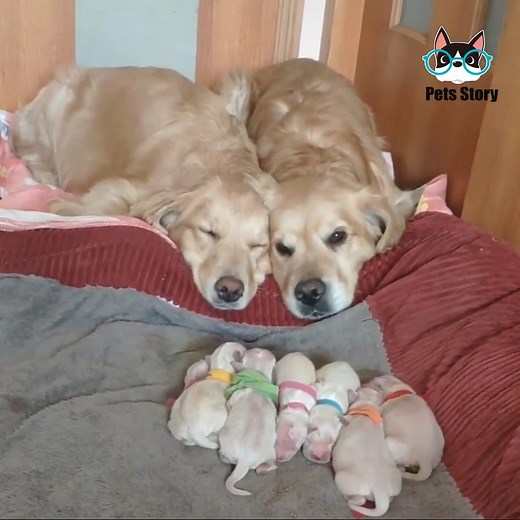 716K views · 10K reactions | Golden Retriever Parents Watching Over Their Newborn Puppies  | Cats World | Facebook