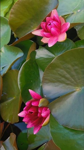 The lotus (Nelumbo nucifera) is a sacred.