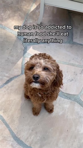 Millie the Muncher: Dogs Eating Human Treats