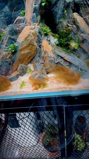 293 reactions · 80 comments |  Đôi khi cũng không nhất thiết phải xử lý rêu hại bằng cách đánh thuốc, đơn giản chỉ là sử dụng các loại thiên địch trong thuỷ sinh mà thôi... 來 #aquariummelody #rêuhại #tépmũidài | Tony Huy Nguyễn | Facebook