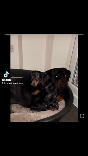 Robert Peter Lomax (@robertpeterlomax)’s videos with Enigma - Michael Diamond