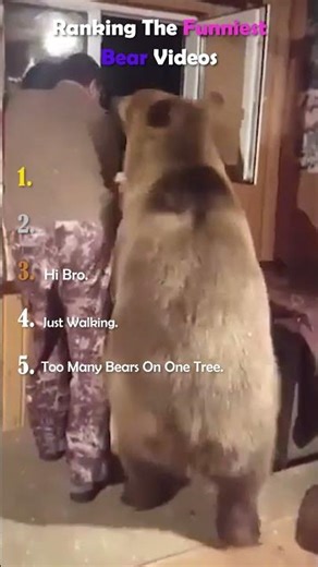 Ranking The Funniest Bear Moments 🤣🐻
