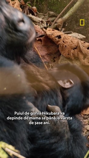 25K views · 447 reactions | Urmărește blocul de programe „Extraordinara Africa” în fiecare duminică de la 19:00, doar la National Geographic WILD. | National Geographic | Facebook