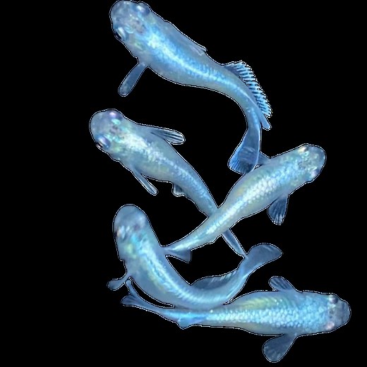 Medaka Miyuki Silver/White | Medaka Farm | Medaka Bred in Southern California