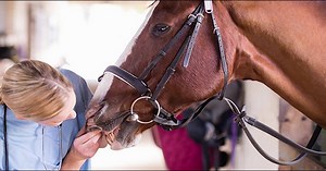 20K views · 107 reactions | Follow us to gain access to free, peer-reviewed CE content! | Today's Veterinary Practice | Facebook