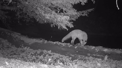 After seventeen days, this curious deer walked straight toward the camera