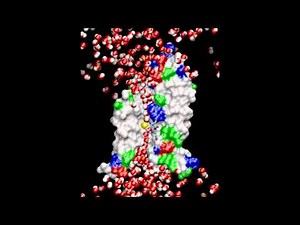 Water Channels in Cell Membranes