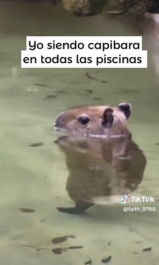 Capibara: Memes Divertidos y Momentos Graciosos