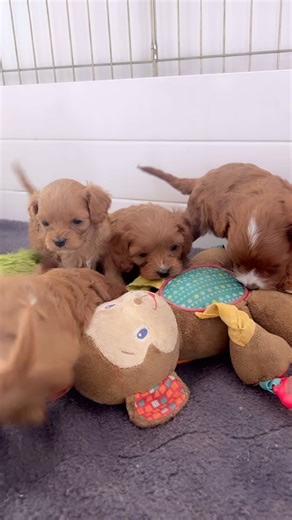 We have two sweet female spots from our cavapoos “pasta litter” that have just opened up last minute! These two little girls are very sweet, cuddle and happy pups! Parents are fully health tested (hips, elbows, cardiac, patella, eyes and genetic disease) Ready Jan 13th but we do have openings in our advanced puppy training program “Puppy Kindergarten” Please help us share the news ❤️ #cavapoo #cavapoopuppy | Selah Mountain Dogs