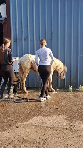 #horse #equestrianjourney #horseenthusiast #equestrian #horsefan #pony