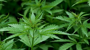 Hemp, Plant, Crop. Free Stock Video