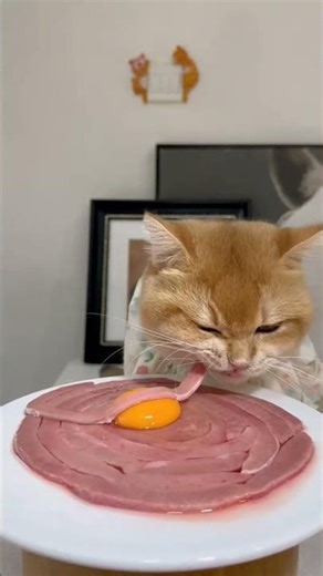 cat eating sliced meat 🥩+🥚 #cat #cute #cateatmeat #catasmr #catmukbang #shorts