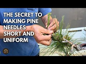 Mastering Bonsai: Techniques & Hacks on Caring for and Styling your Japanese Black Pine Bonsai