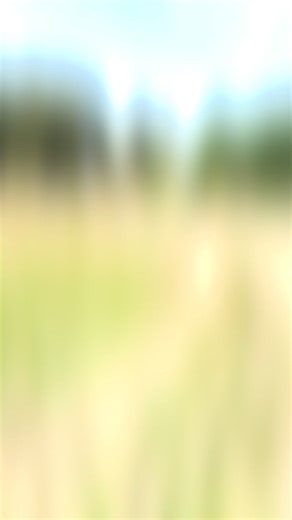 Meet one of our Evolv Physiotherapy demo dogs  This is Mini — a...