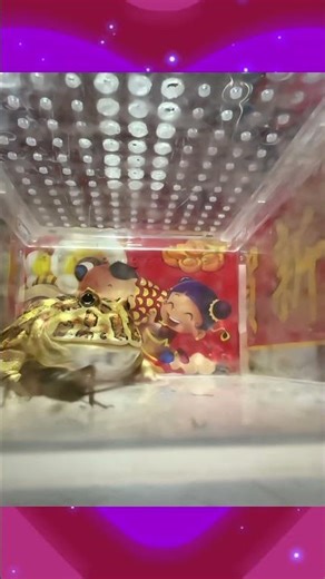 #Pacman frog #อึ่งอ่าง #katak tanduk #ếch #frog #feeding #funny #pets #ペット #ツノガエル #Nuôi #thú cưng