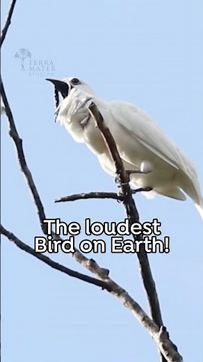 The bird that can shatter your eardrums! The White Bellbird of Brazil #birdcall #Bellbird #birdsong