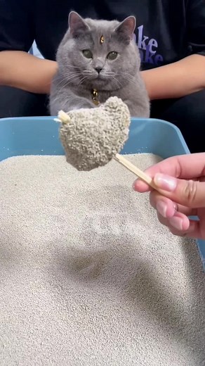 3-Eyed Cat: Unique and Fascinating Feline Phenomenon