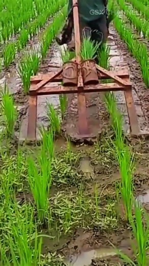 Efficient Rice Field Weeding Using Manual Farming Tool Technique