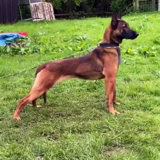 Cutest Funny Dogs | Try Not to Laugh at These Funny Dog Videos Compilation