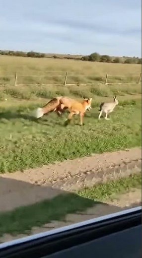 Nature in Action Wild Fox Chasing a Rabbit Car POV