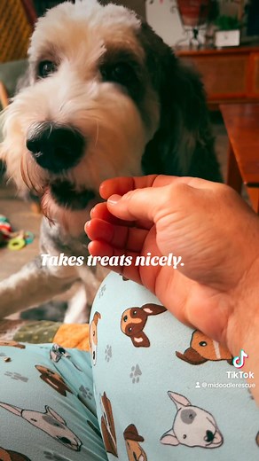 PENDING ADOPTION | Michigan Doodle Rescue Connect