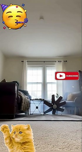 Ceiling Fan Crashes Down — Cat’s Reaction Is Priceless 😂💥