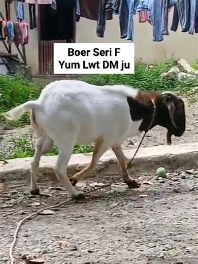 Jantan boer seri f usia dua tahun lebih, yum lwt DM #boergoats #peternakmudaindonesia #kambingboer #ngarit #fypシ゚
