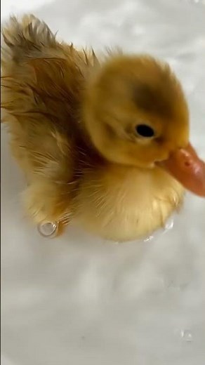 Here’s more reasons to get a duck