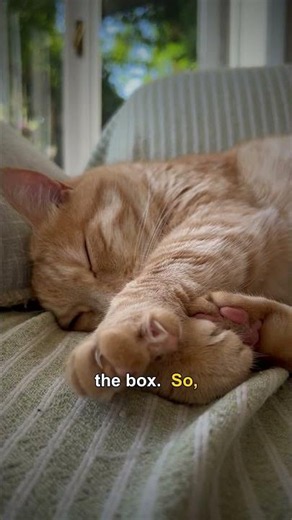 🤯 This Cat Is ALIVE & DEAD At The SAME TIME?!